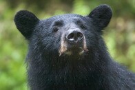 裏庭にやってきたクマ、トランポリンの感触確かめる