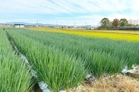 目に見えない微生物で持続可能な農業を実現...化学メーカー、ナガセケムテックスが見据える未来