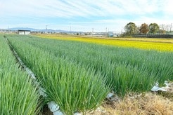 目に見えない微生物で持続可能な農業を実現...化学メーカー、ナガセケムテックスが見据える未来