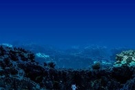 北極海で見つかった「400年近く生きる生物」がSNSで拡散される...その生物の正体は？本当に400歳？