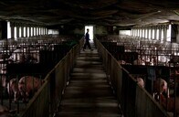 中国養豚業に激震、環境対策強化で閉鎖＝廃業を迫られる農家