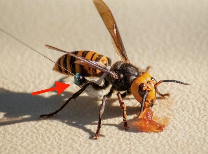 無線タグを取り付けて放たれた......  WSDA/Karla Salp/REUTERS