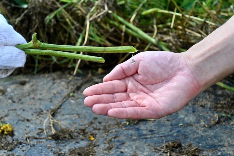 「TRUTH」の原料の1つとなる、手作業で丁寧に汲み取られたヘチマ水