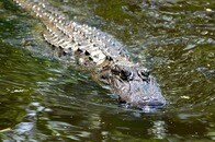 水面には「膨れ上がった腹」...自身の倍はあろう「超巨大ニシキヘビ」をくわえ、悠々と泳ぐワニの姿に現場騒然