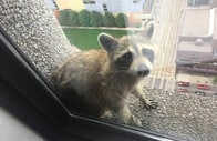 子アライグマが高層ビルの外壁に　ミネアポリスは失神寸前
