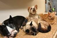 犬でも猫でもげっ歯類でもOK　ペットのフリーズドライを請け負う業者を訪ねた