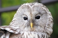 【動画】正面から激突し、任務を阻害...飛んできたフクロウが露偵察ドローンに突っ込む「衝撃の瞬間」