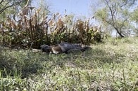 【動画】ニシキヘビが、シカを「丸呑み」する衝撃シーンを撮影...口のサイズは過去最大を記録