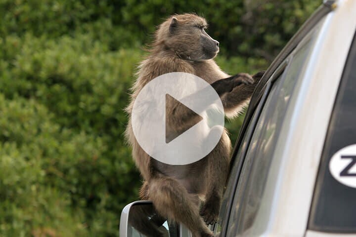 ※動画は本文中で再生できます（写真はイメージです）　ruvanboshoff-iStock