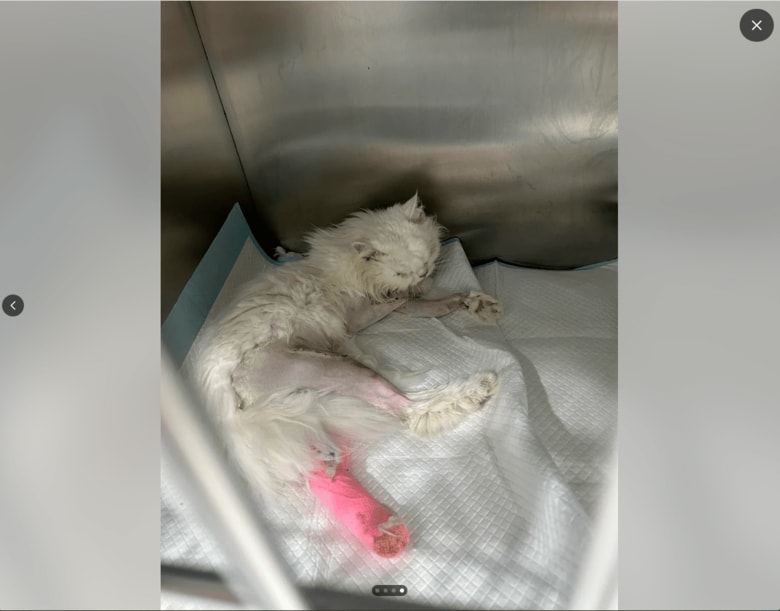 スクリーンショット (47).png