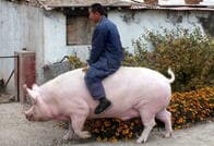 中国でホッキョクグマ並みの巨大ブタが飼養されるようになった
