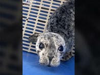 悩みも吹き飛ばす？　赤ちゃんアザラシのユニークすぎる鳴き声