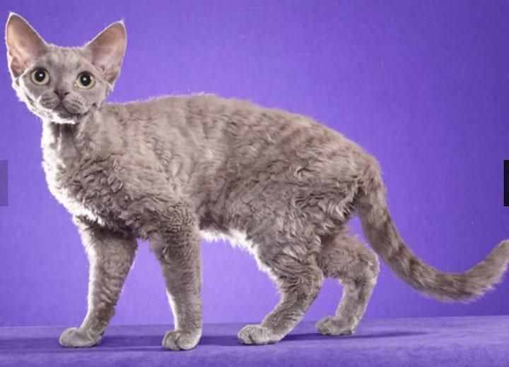 12Devon Rex.jpg