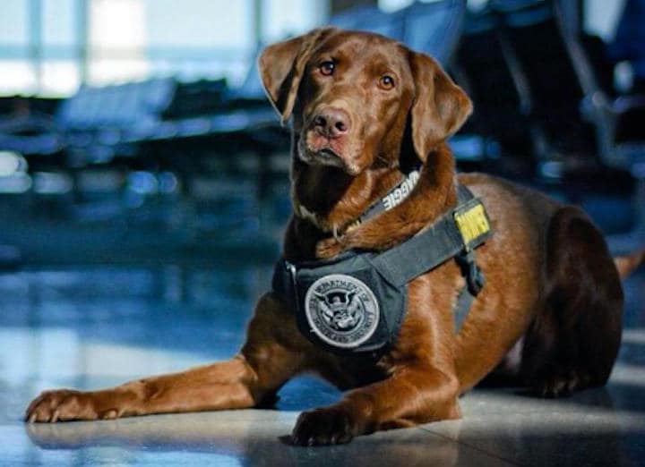 米運輸保安局（TSA）は、探知犬に「垂れ耳」の犬種を増やしていく意向　TSA/Instagram