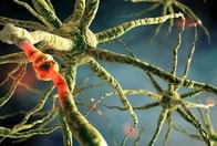 ヒトの脳の学習プロセスを模倣した、人工シナプスが開発される