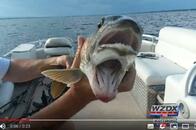 釣り針に掛かったのは「2つの口を持つ魚」　米 シャンプレーン湖で