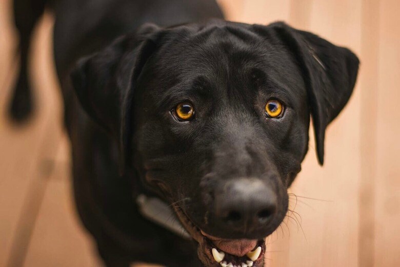 「うちの犬、悪いです」→自作の「泥ベッド」で寝る姿にネット爆笑（写真はイメージです）　 Michael G-Unsplash