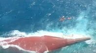 インドネシア旅客船沈没、3人の遺体収容　126人なお不明