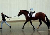 馬の感染症が急速に世界に広がり警戒強まる　欧州イベントすべてキャンセルに