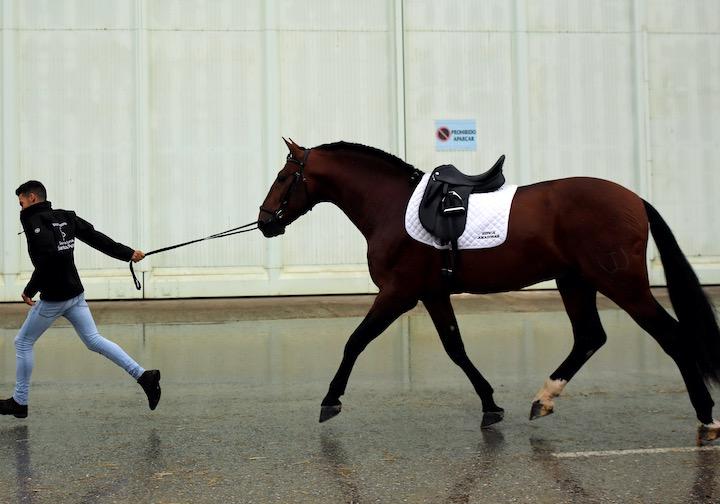今回の流行はスペインで2021年2月に開催された国際障害飛越競技会で広まったものと考えられている　（写真は2019年、セビリア）REUTERS/Marcelo del Pozo