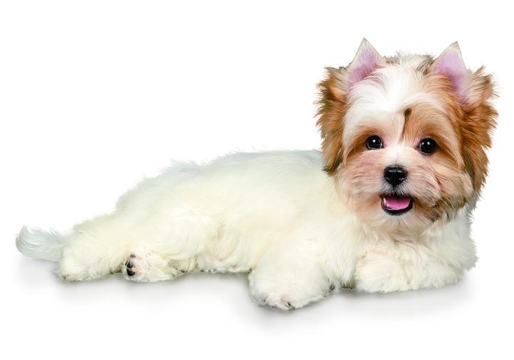 ビューワー・テリア　VOLCHANSKIY/ISTOCK