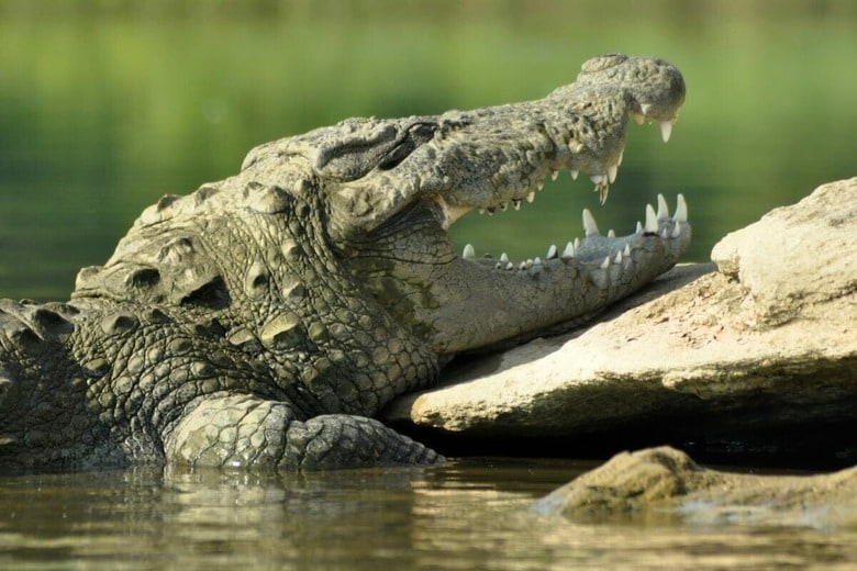 遺体を運ぶワニの映像が拡散...インドネシアで起きた衝撃の事故　Avinash Uppuluri-Unsplash