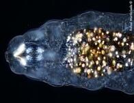 腹部がキラキラと光るクマムシが発見される