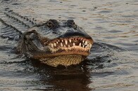 【動画】女性を殺したため、射殺されたワニ