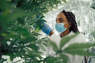 進む医療用大麻の解禁、減るオピオイド系鎮痛剤の処方　米調査