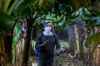 バナナ絶滅の懸念...世界で猛威をふるう「新パナマ病」、ついに南米に