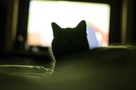 実写映画『ライオン・キング』に見入る猫、作中のハイエナから全力で逃げる