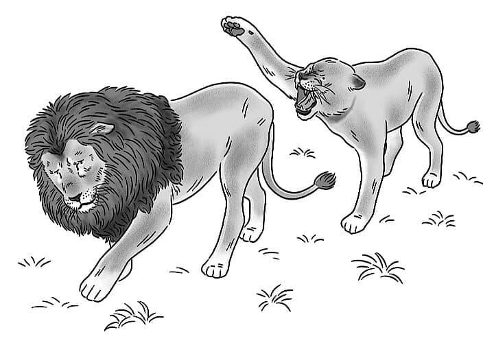 メスから追い出されるオスライオン