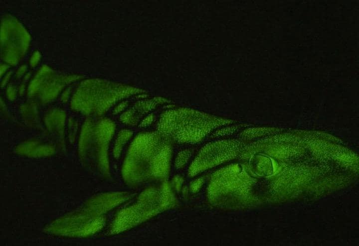 深海で生物蛍光するサメ　　David Gruber-ISCIENCE