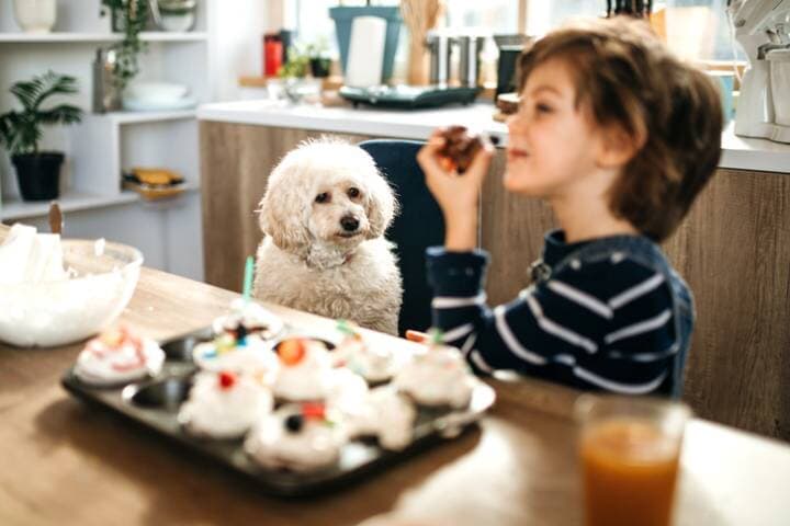 犬は幼児と同じように行動を制御している　hobo_018-iStock