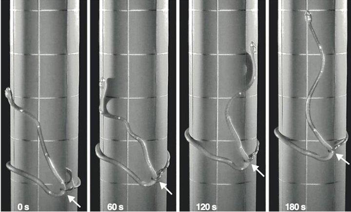 ヘビの移動方式は４つと思われていたが......  Cell Press-YouTube