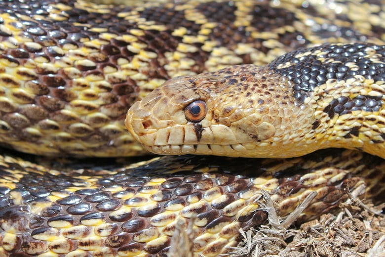 （写真はイメージです）　Creeping Things-Shutterstock