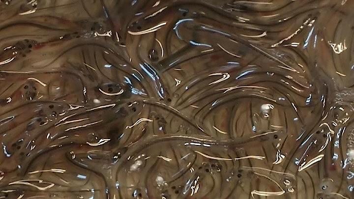 7月9日、絶滅が危惧されているウナギの稚魚が、欧州で違法に取り引きされている。スーツケースに大量の稚魚をつめて密売するケースも見受けられる（2019年　ロイター）