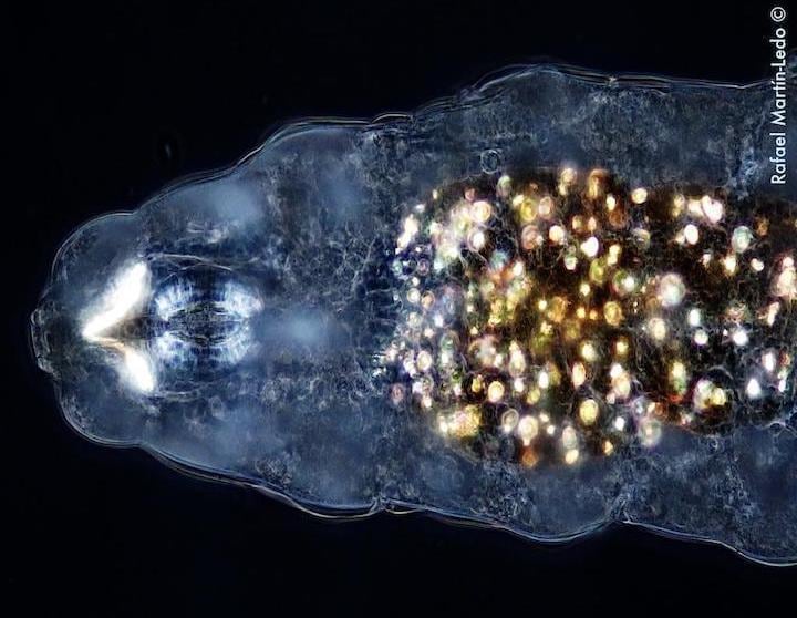 Rafael Martín-Ledo- twitter