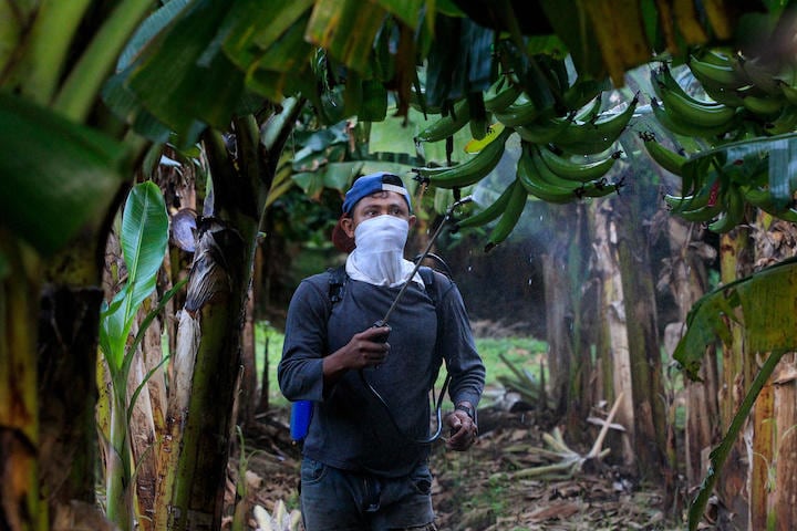 「新パナマ病」感染防止の消毒をするニカラグアの農民、2017年　Oswaldo Rivas-REUTERS