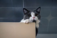 【動画】「猫あるある」いつの間にか箱に潜入、飼い主はそのままゴミ捨てに...
