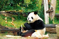 「パンダ外交」の終焉はビジネスチャンス？...貸与期限切れ「帰国ラッシュ」でむしろ大盛況