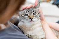 猫は飼い主のことなどすぐに忘れるという誤解