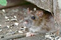 都会のネズミが驚きの進化…70％は殺鼠剤が効かない？　遺伝子変異で人間に対抗