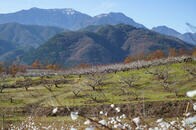 名峰に囲まれた地「冬の桃の花」と国蝶・オオムラサキの追憶