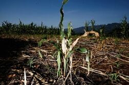 エルニーニョ、中米干ばつ常襲地域に深刻な食料危機　農家9万世帯超に影響