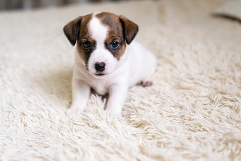 Sergey Dudikov／Shutterstock