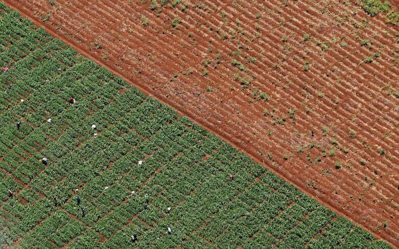 写真は2024年10月、ケニア・キリニャガ郡の農園を上空から撮影。REUTERS/Thomas Mukoya