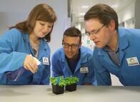 雨が降ると植物はパニック状態になっていた：研究結果