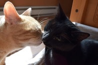 【動画】「あれは息子だよ」...ひとりぼっちだった猫が子猫に見せた反応に涙
