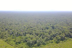 産業植林・環境保全・地域発展を同時に実現...住友林業の熱帯泥炭地プロジェクト